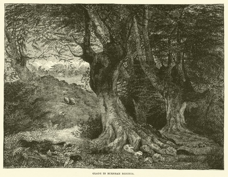 Glade in Burnham Beeches (grabado) de English School