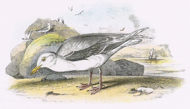 Gaviota glauca de English School