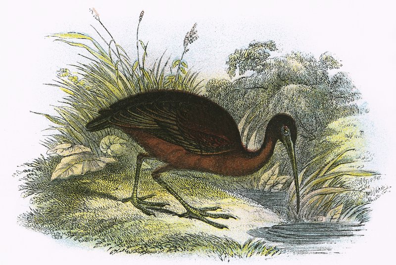 Ibis brillante de English School
