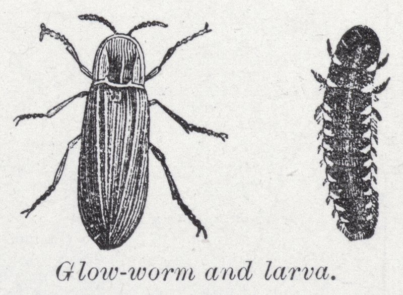 Luciérnaga y larva de English School
