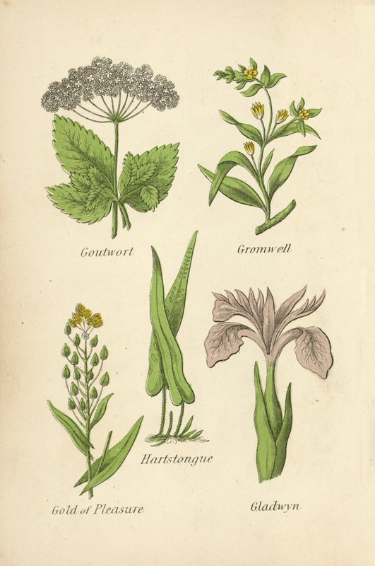 Hierba de Gota, Gromwell, Lengua de Ciervo, Oro de Placer, Gladwyn de English School