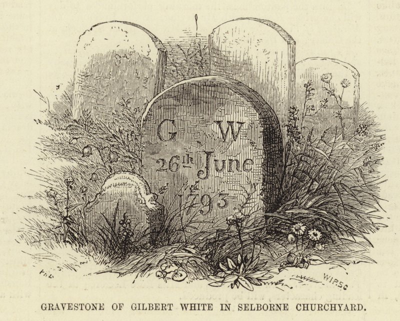 Lápida de Gilbert White en el cementerio de Selborne (grabado) de English School