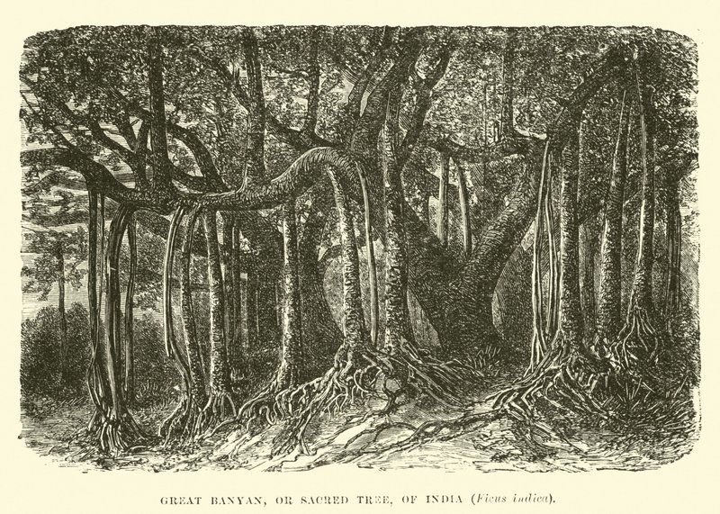 Gran Banyan, o Árbol Sagrado, de la India, Ficus indica de English School