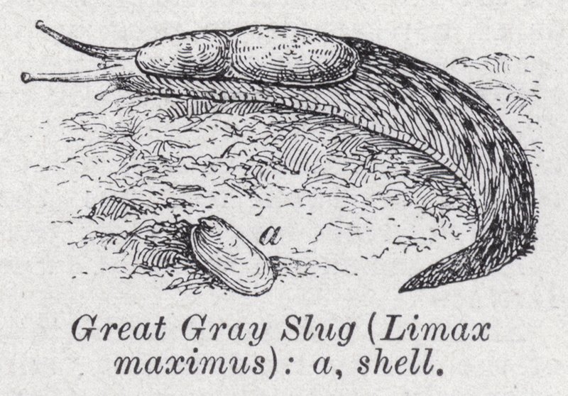 Gran babosa gris, Limax maximus de English School