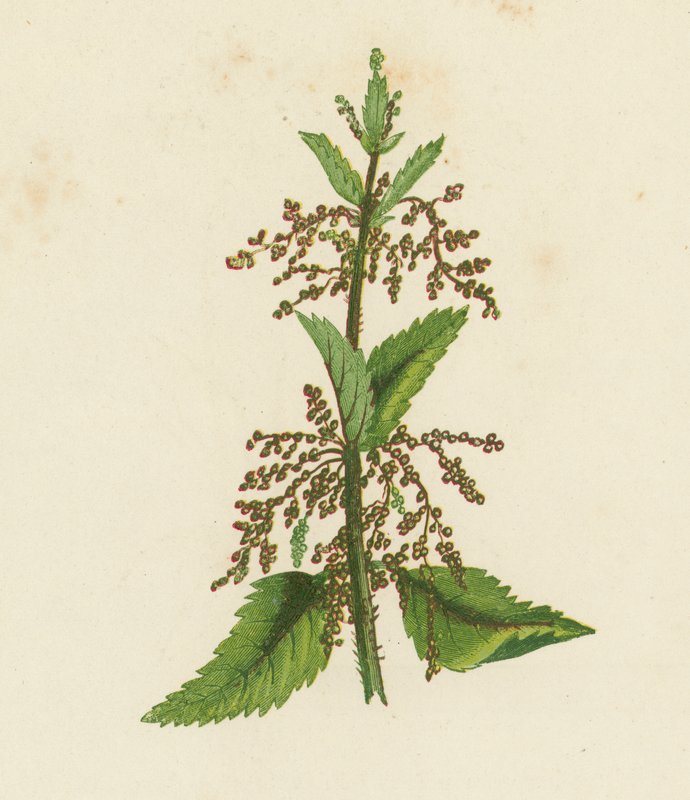 Ortiga verde, Urtica Dioica (litografía en color) de English School
