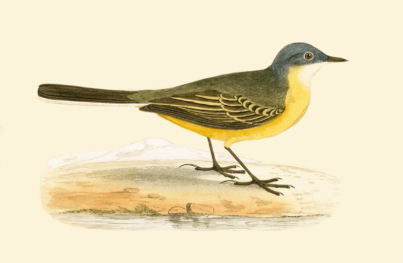 Lavandera cabecigrís, ilustración de 