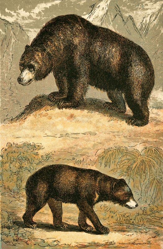 Oso Grizzly y Oso Malayo de English School