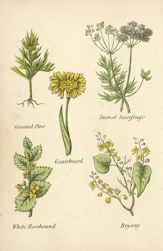Pino de Tierra, Saxífraga de Burnet, Barba de Chivo, Marrubio Blanco, Bryonia de English School