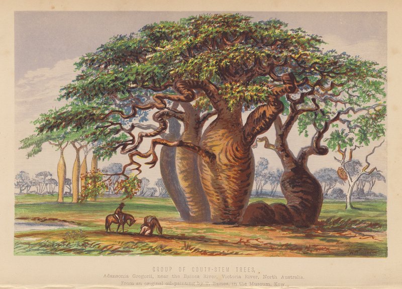 Group of Couty Stem Trees, Australia (litografía en color) de English School