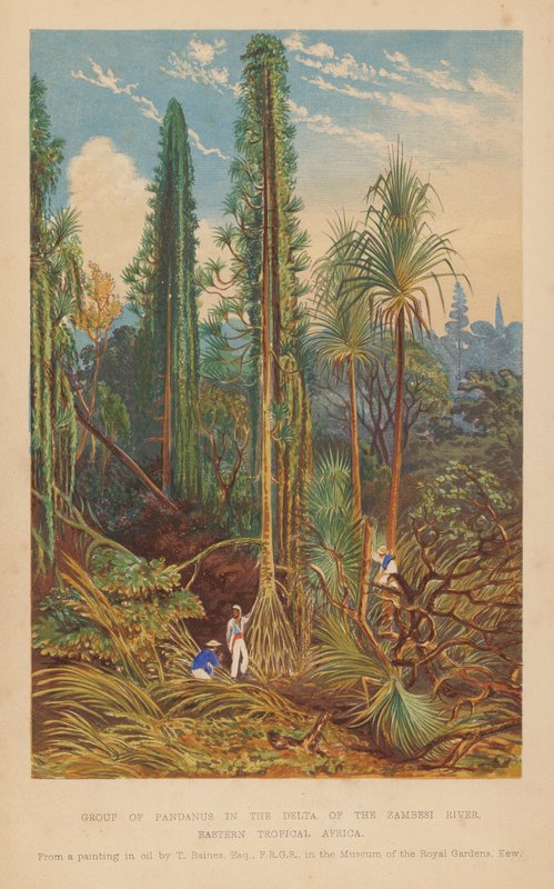 Grupo de Pandanus en el delta del río Zambesi, África Tropical Oriental (litografía en color) de English School