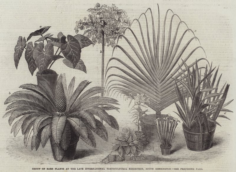 Grupo de Plantas Raras en la Última Exposición Internacional de Horticultura, South Kensington de English School