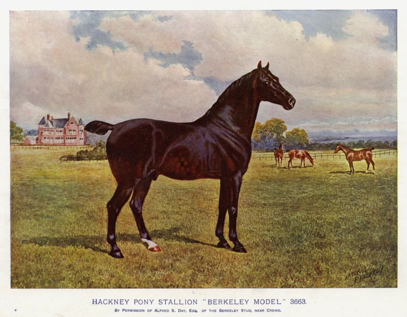 Poni Hackney Semental "Berkeley Model" 3663 de English School