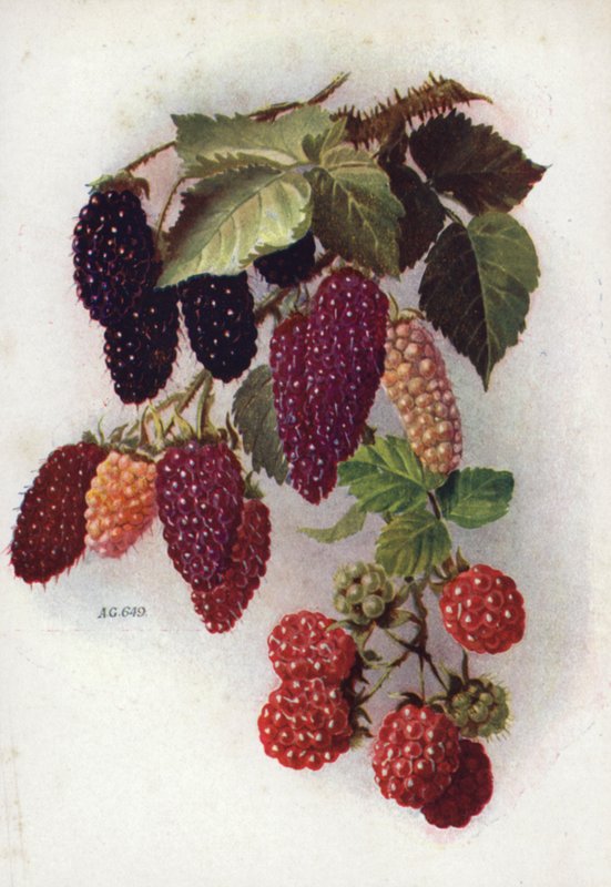 Frutos de baya resistentes (litografía en color) de English School