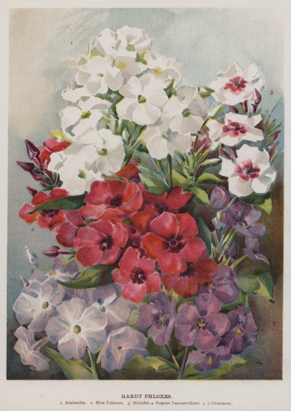 Flores de Phlox resistentes de English School