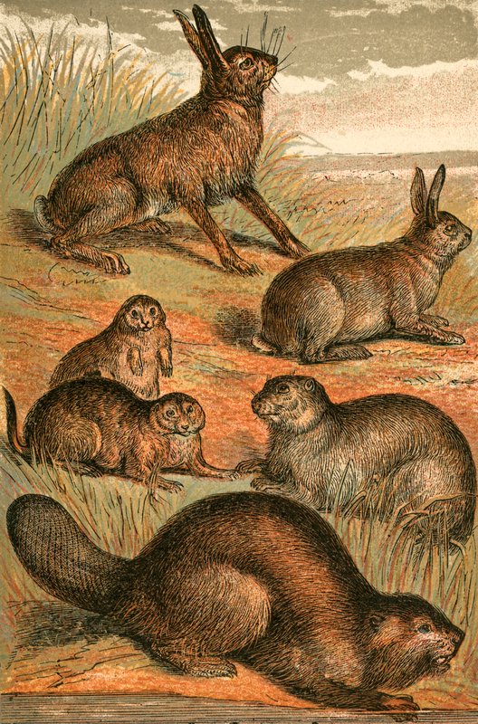 Liebre, perros de la pradera, conejo, marmota y castor de English School