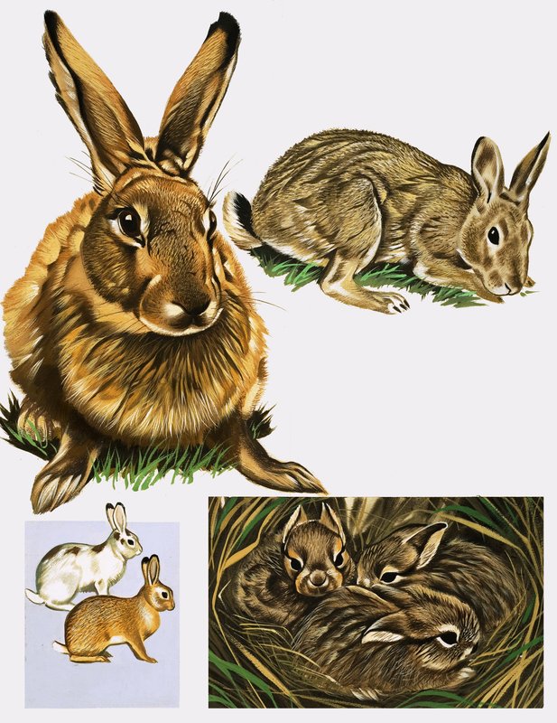 Liebres y conejos de English School