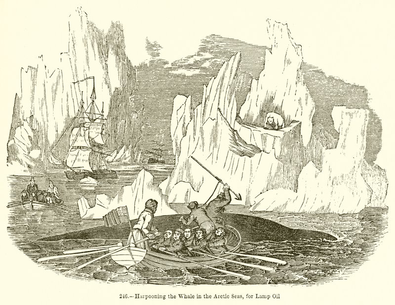 Arponeando la ballena en los mares árticos, para aceite de lámpara de English School