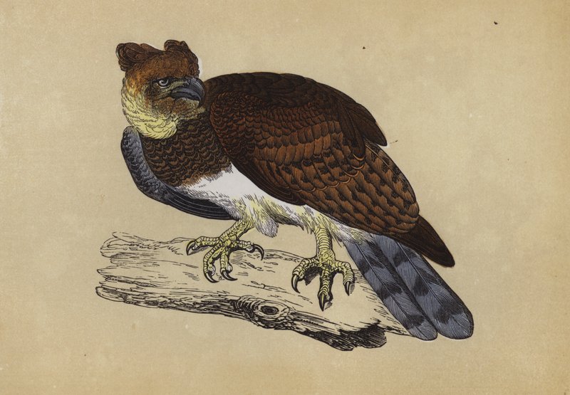 Águila Harpía de English School