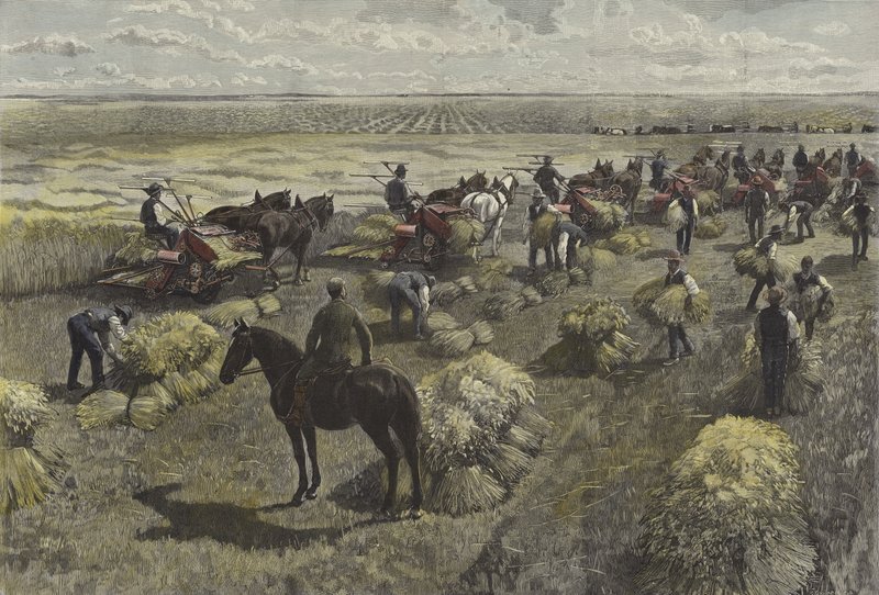 Cosechando trigo en las llanuras de América del Norte de English School