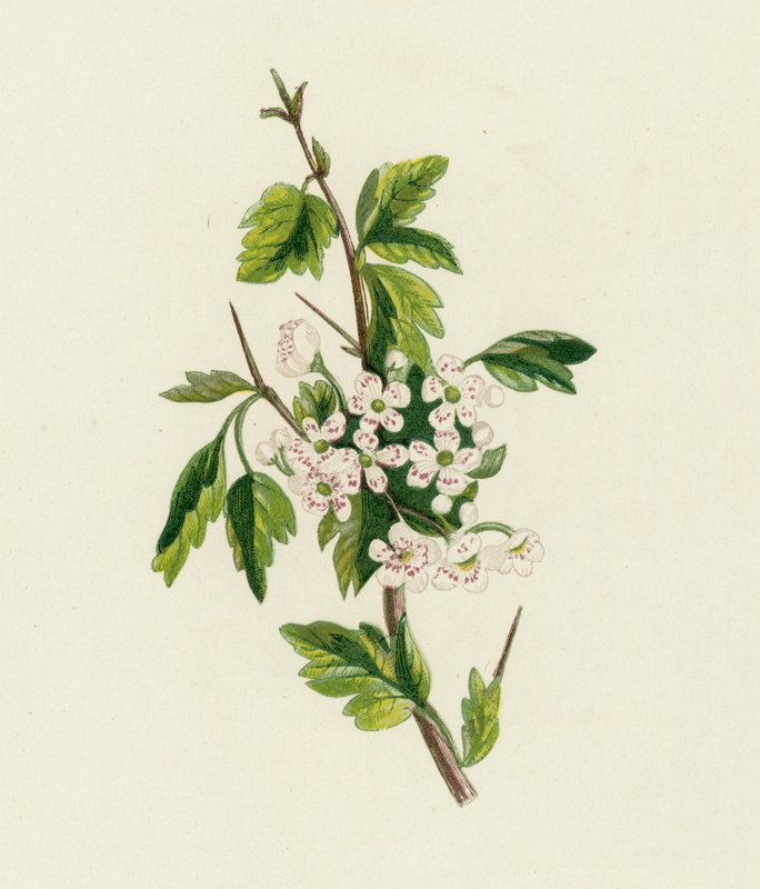 Espino, Crataegus Oxyacantha de English School