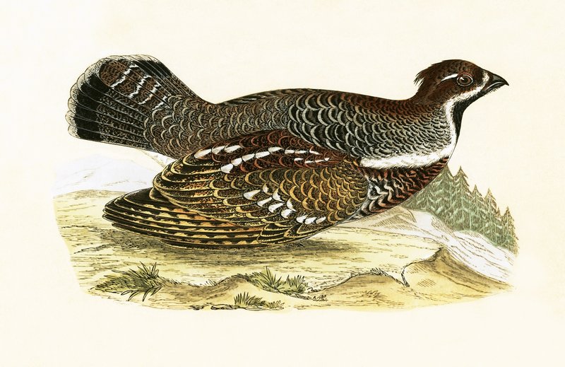 Urogallo, ilustración de 