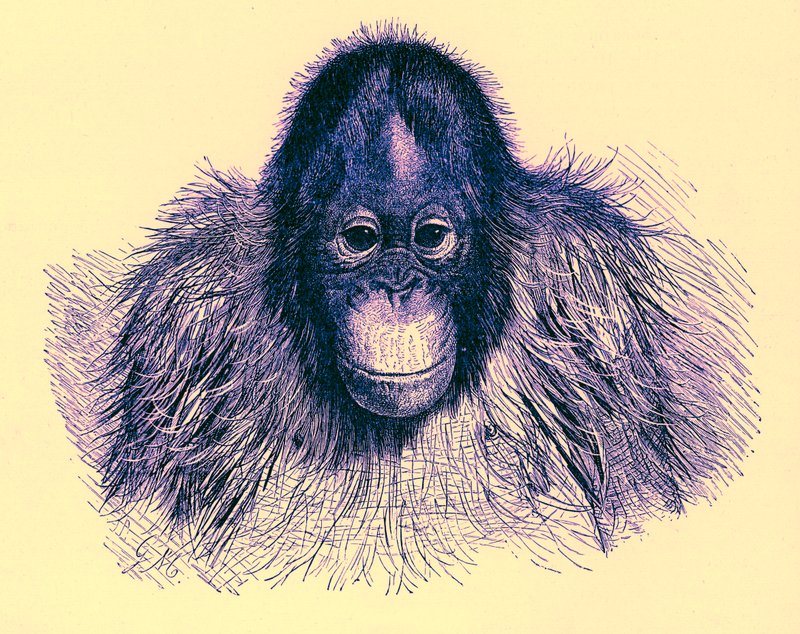 Cabeza de orangután, ilustración de The Royal Natural History, publicado en 1896 de English School