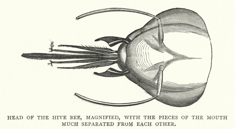 Cabeza de la abeja de la colmena, ampliada, con las piezas de la boca muy separadas entre sí de English School