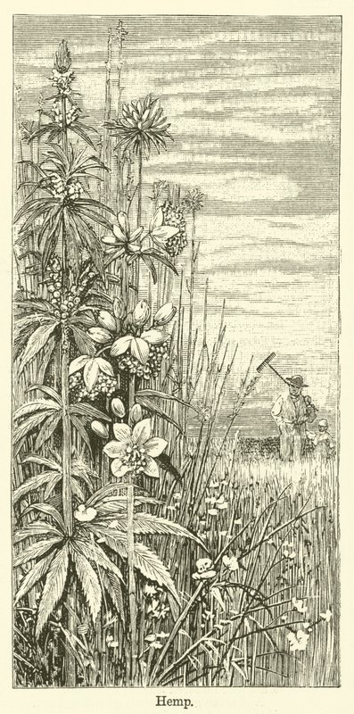Cáñamo (grabado) de English School