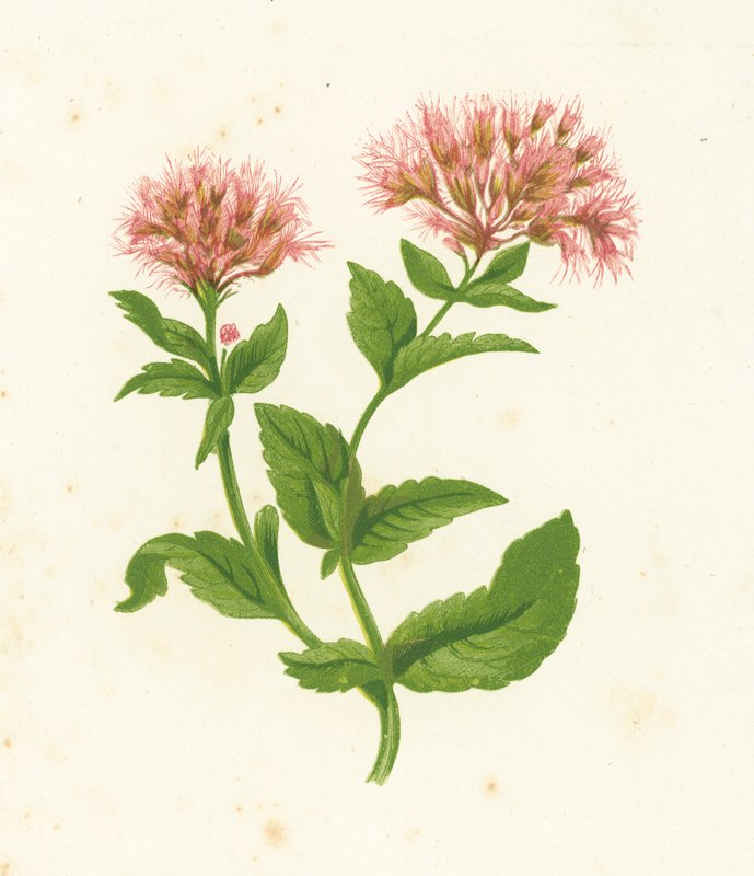 Eupatorio Cannabinum, Eupatorium Cannabinum de English School