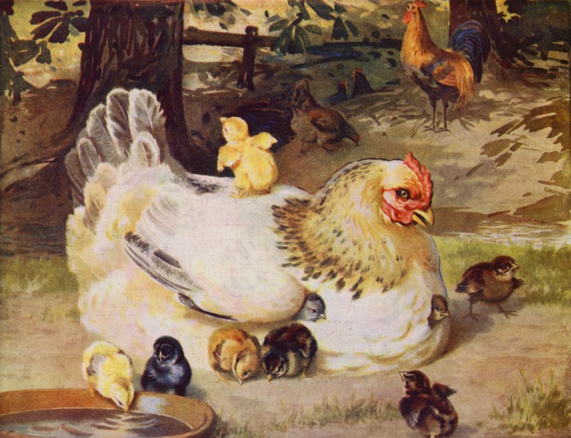Gallina y pollitos (litografia en color) de English School