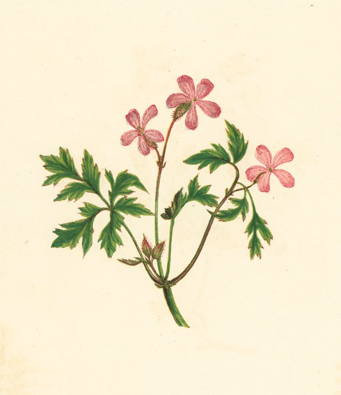 Herb Robert, or Poor Robin, Geranium Robertianum (litografía en color) de English School