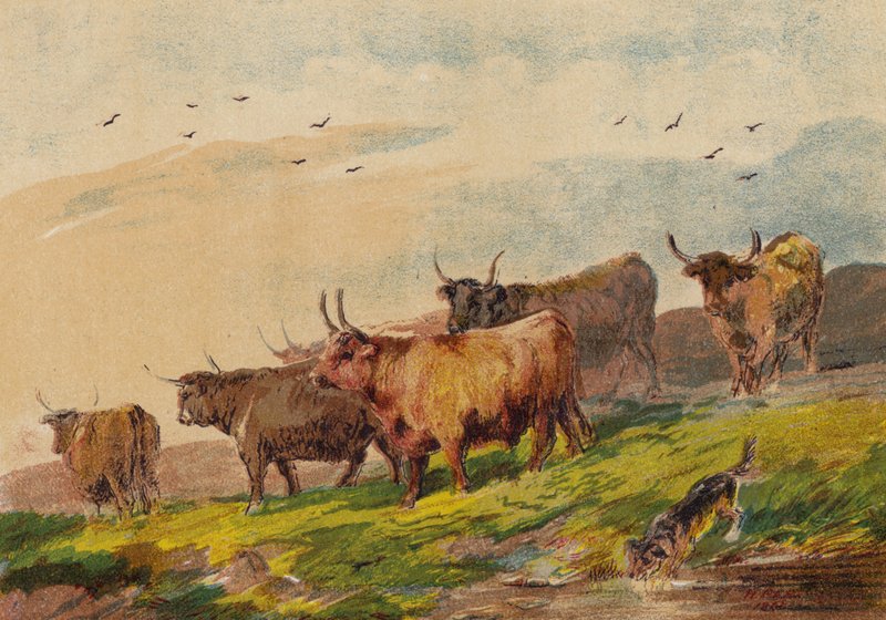 Ganado de las tierras altas de English School