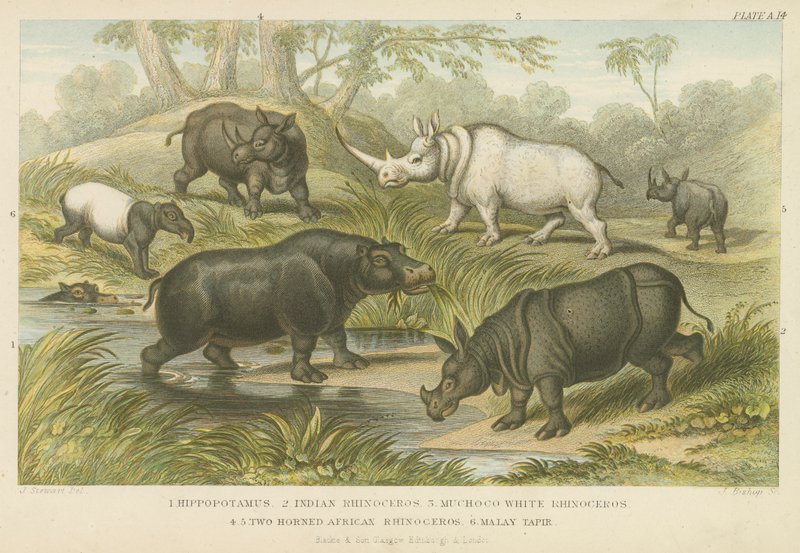Hipopótamo, rinoceronte y tapir de English School