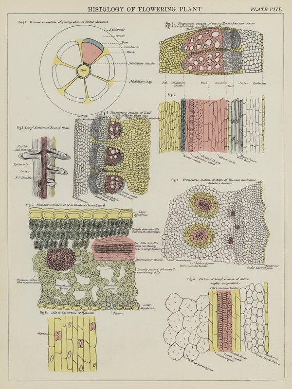 Histología de planta con flores de English School