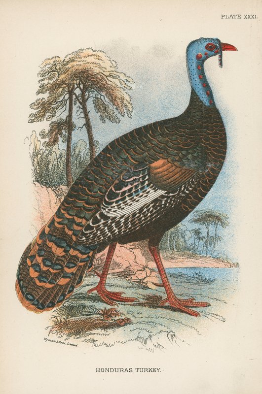 Pavo de Honduras de English School