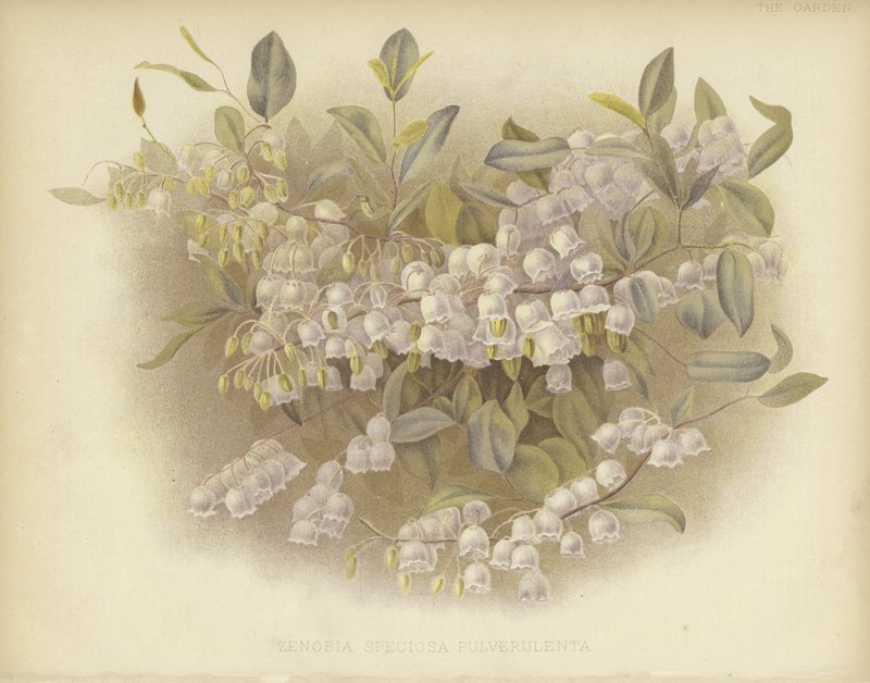 Copas de miel, zenobia o zenobia polvorienta de English School