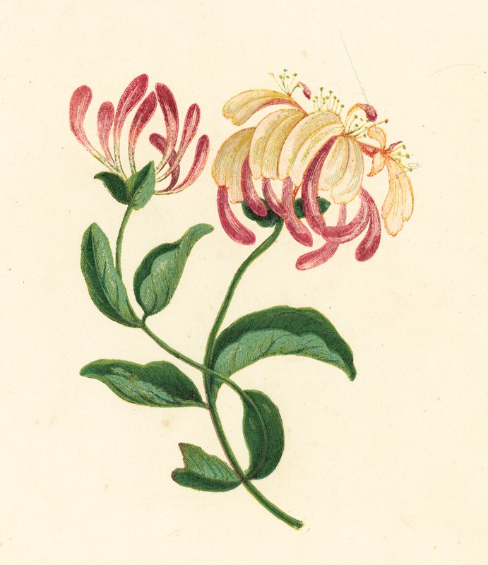 Madreselva, Lonicera Periclymenum (litografía en color) de English School