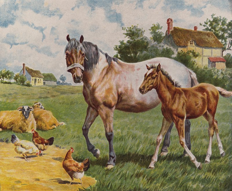 Caballo y potro, oveja y gallina (litografía en color) de English School