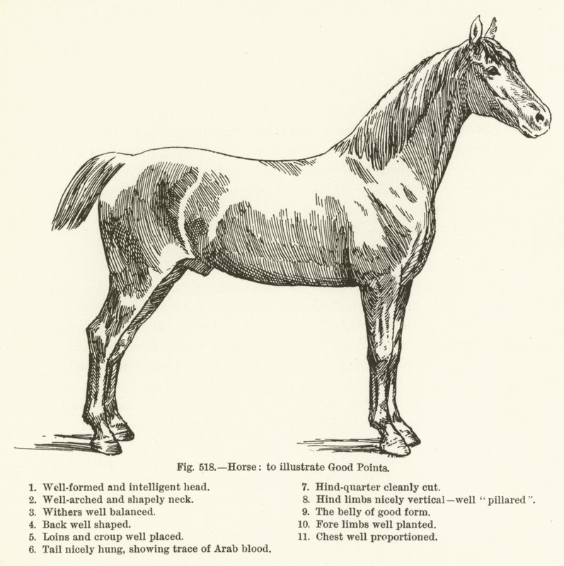 Caballo, para ilustrar Buenos Puntos de English School