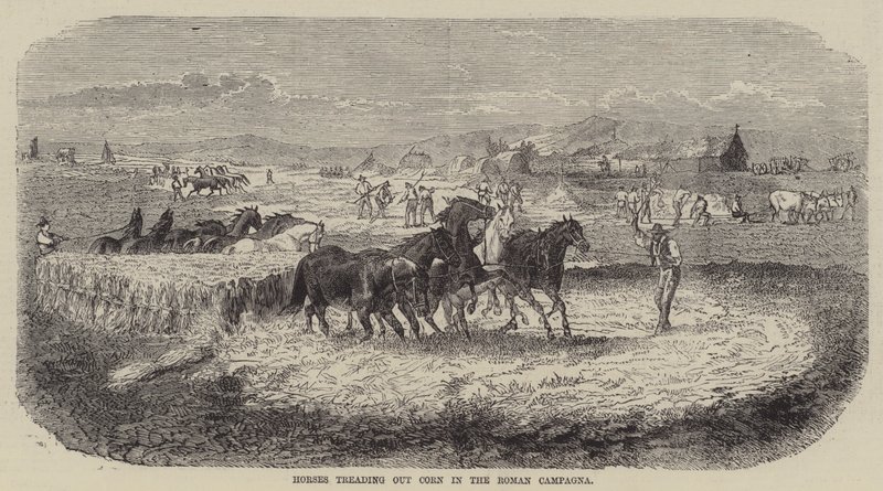 Caballos desgranando maíz en la campiña romana (grabado) de English School