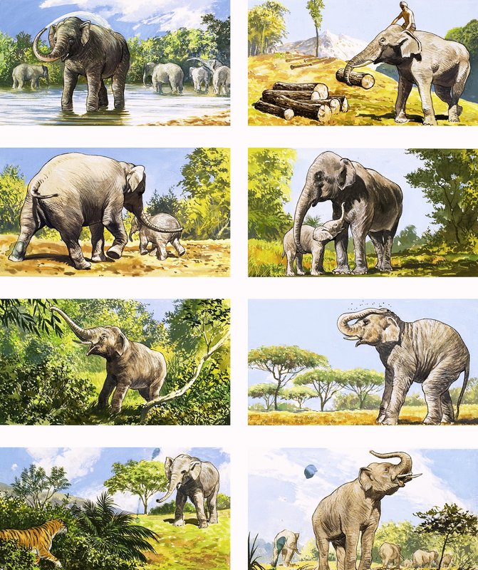 Cómo usa un elefante su trompa de English School