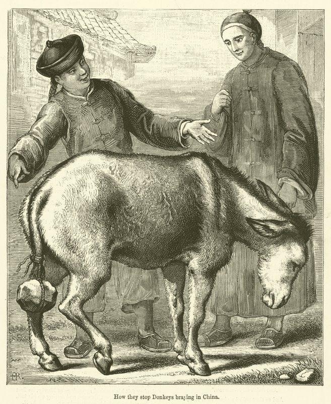 Cómo impiden rebuznar a los burros en China (grabado) de English School