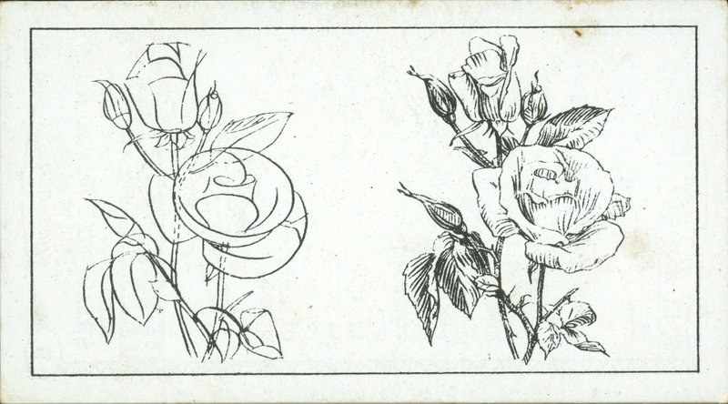 Cómo dibujar: Estudio de una rosa (litografía) de English School