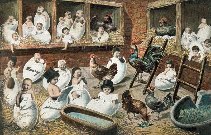 Bebés humanos naciendo de huevos de gallina de English School