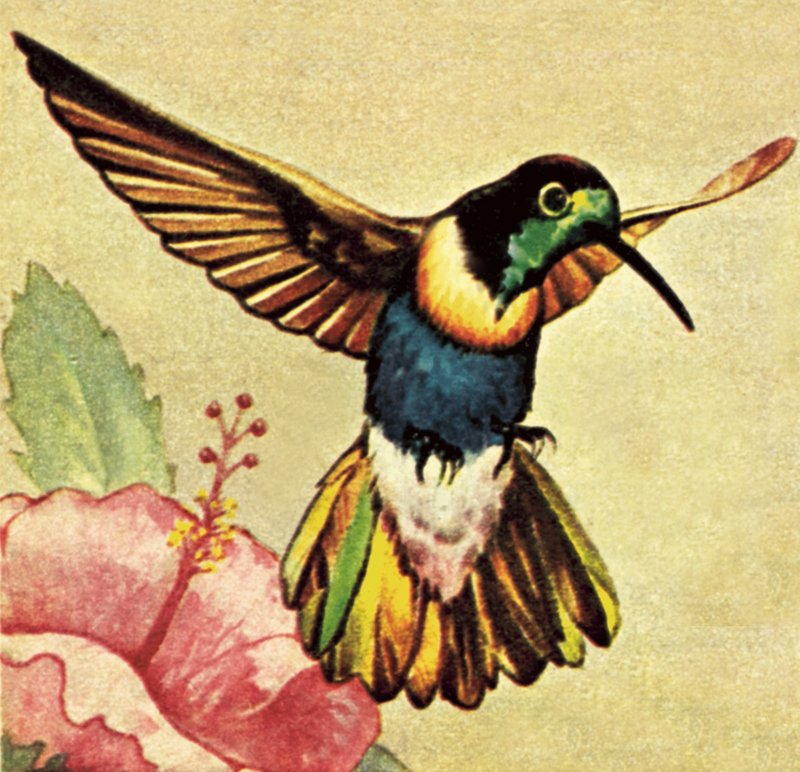 Colibrí de English School