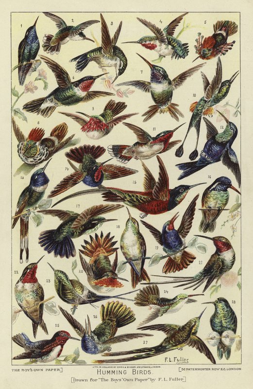 Colibríes de English School