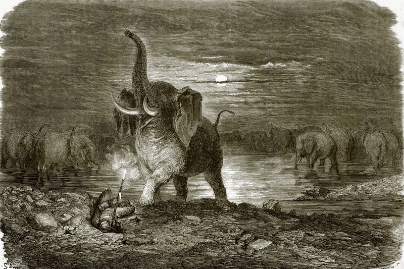 Cazador y elefante de English School