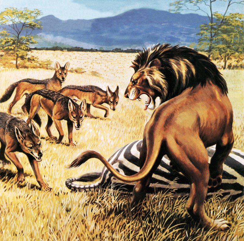 Hienas viniendo a limpiar después de un león de English School