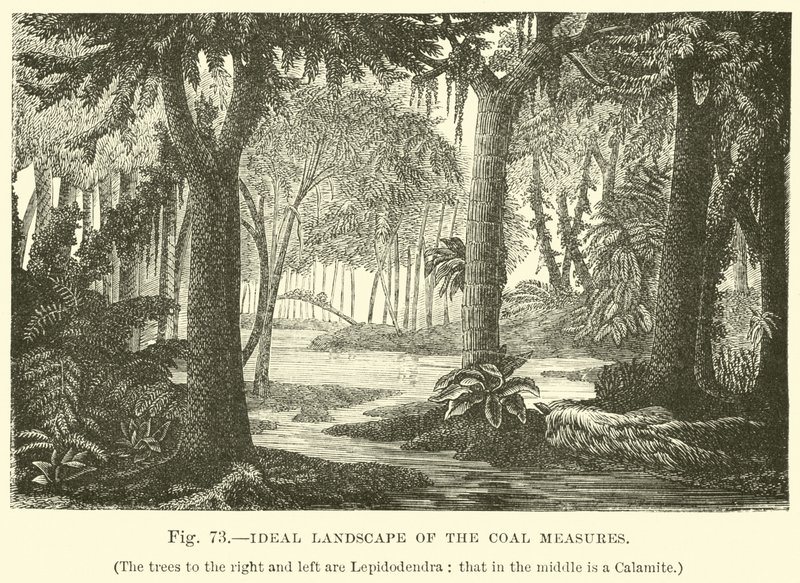Paisaje Ideal de las Medidas del Carbón de English School