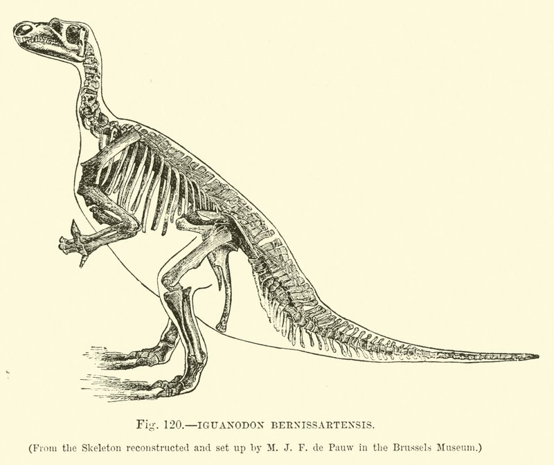 Iguanodon Bernissartensis de English School